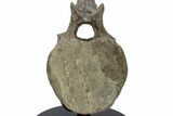 Hadrosaur (Edmontosaurus) Caudal Vertebra w/ Stand - Wyoming #227738-9